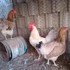 دجاج بياض لوهمان الماني