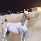 ابي خيل شعبي او أنجليزي هدي مبتعدا 2700ريال