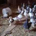 حمام تركي وبكستني نضيف من كل امرض