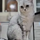 قطة