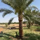 نخل مثمر نقايل جثايث فسائل اخلاص مجدول صقعي روثان واشنطني