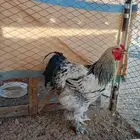 ديك براهما كلومبي