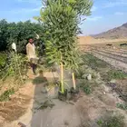 مشتل حسن قرني للزراعة شتلات جميع انواع شجرت باالجملة للزراعة