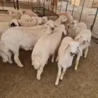 اضاحي للبيع تابي وتمارا