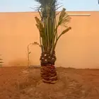 Palm tree planting cultivation