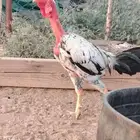 دجاج فيتنامي