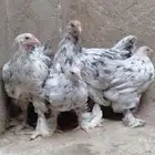 دجاج برھما للبيع