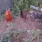 ديك بلدي و دجاجة مهجن بلدي مع باكستاني
