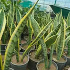 مزرعة الياسمين