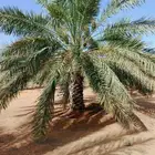 نخل مثمر للبيع مع التوصيل