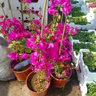 مزرعة الياسمين