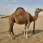 ناقه للبيع