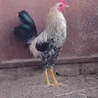 ديك ودجاج ل البيع