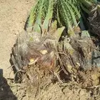 يوجد جميع الفسايل الطيبه والمثمر