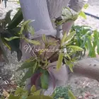 تطعيم أشجار المانجو