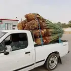 يوجد لدينا نخيل باجميع انواعه ومقاساته المختلفة