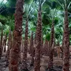 يوجد لدينا جميع انواع انخيل العربي وزينه