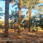 يوجد لدينا نخيل عربي مثمر جميع الأنواع كما نوصل للجميع انحا