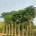 تنسيق حدائق
