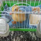 بطه صغيره بكيني للبيع