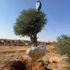 زيتون معمر لتوصل علا