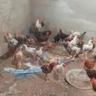 دجاج بلدي العمر 4شهور ونص