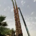 يتوفر لدينا جميع انواع النخل العربي ونخل الزينه ج