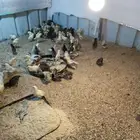 صيصان بلدي للبيع