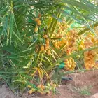 جميع انواع انخل ازينه ولمثمره