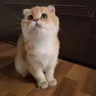 كتن سكوتش دبل فولد ( إمكانية التسجيل ) تم البيع