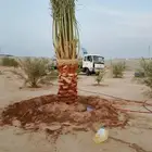 يوجد لدينا جميع انواع النخيل للبيع