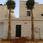 نخيل واشنطني جميع المقاسات متوفرة نخيل عربي