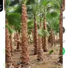 نخل واشنطني درجه اولى