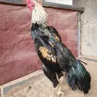 جوز شامو الماني Top