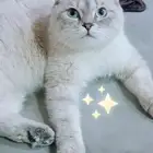 قطه سكوتش فولد