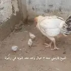 للبيع دجاج مشكل