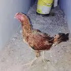 دجاجة باكستانية وديك