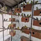طيور حب انتاج البلاد