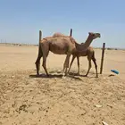 ناقه خلفه للبيع