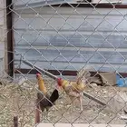 دجاج