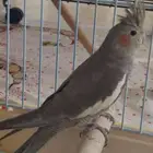طير كروان صغير