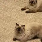 قط هملايا
