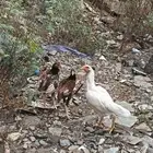 دجاجة سندية معها فرختين