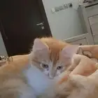 قطاوة لتبني