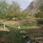 دجاج فيومي المنيوم