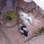 ارانب ذكر وا أنثيان