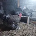 دجاج كوشن