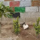 دجاج جبنيز