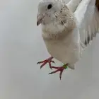 حمام مشكل فرنسي باكستاني زنجل. حمام مشكل كل الانواع موجود.