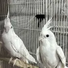 جوز كروان البينو عيون حمر للبيع